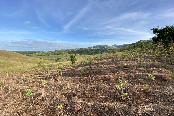 Globe - Mead Foundation Reforestation site_ upland area in Iba, Zambales copy