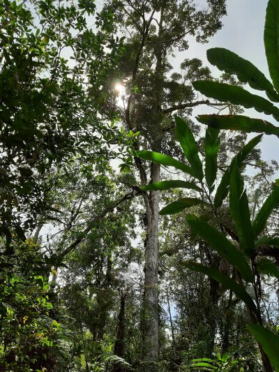 Protected Primary Forest in Bukidnon
